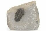 Metacanthina Trilobite - Lghaft, Morocco #240485-2